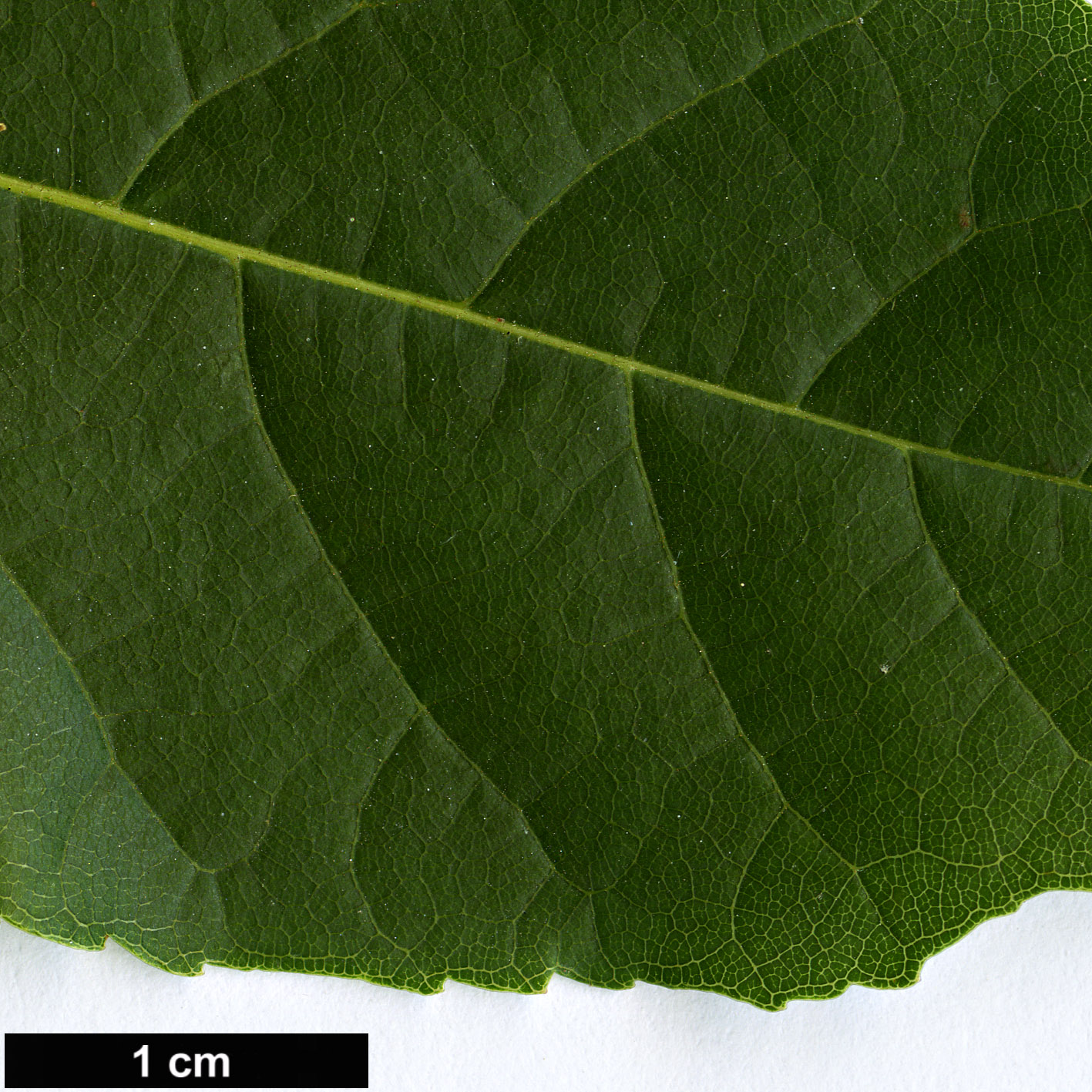 High resolution image: Family: Sapindaceae - Genus: Ungnadia - Taxon: speciosa